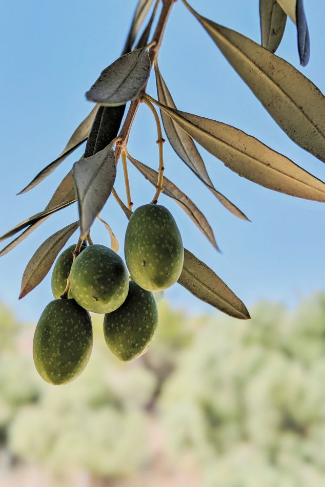 aceites-de-mediterraneo-recurso (2)