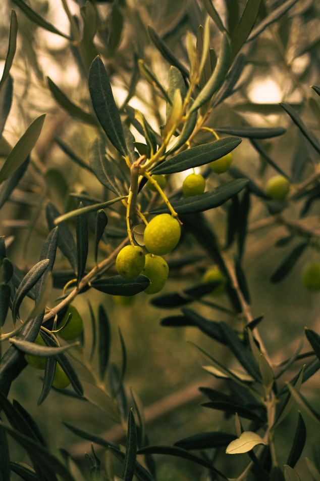 aceites-de-mediterraneo-recurso